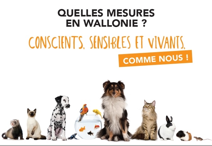 Brochure de vulgarisation du Code wallon du Bien-être animal