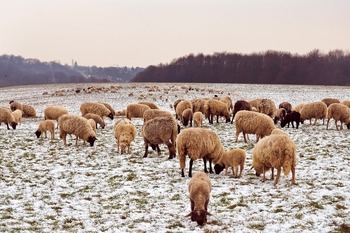 Les animaux de ferme en prairie pendant l'hiver