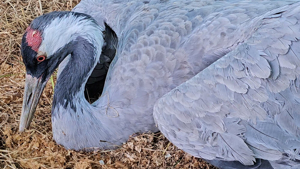 Retour de la grippe aviaire en Wallonie – appel à signaler les oiseaux malades ou morts