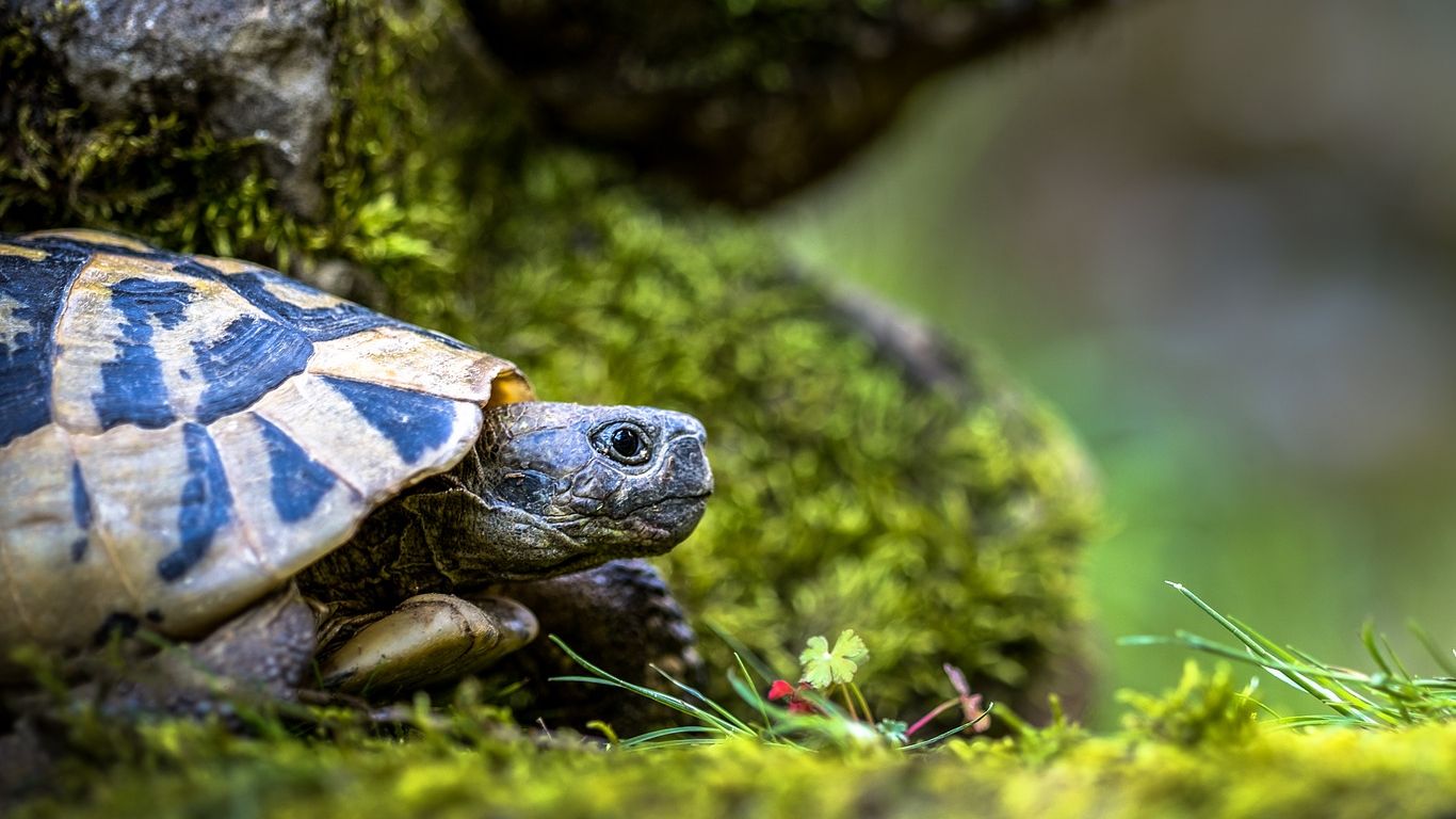 Vous possédez un lézard, un serpent ou une tortue ? Ou vous envisagez d’acheter un reptile ? Consultez la liste des reptiles pouvant être détenus en Wallonie !
