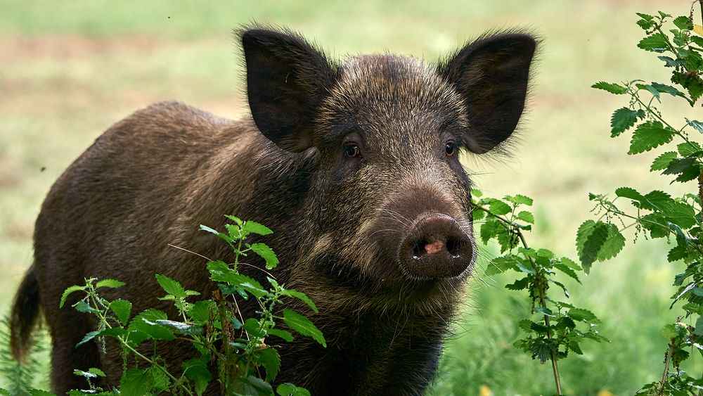 La peste porcine africaine est à notre porte