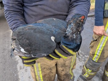 Incendie dans les Hautes Fagnes : comment protéger les animaux et venir en aide à la faune sauvage ?